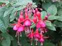 Fuchsia Grantham